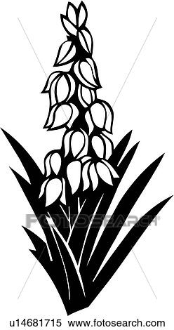 , desert, flower, southwest, yucca, varieties, Clipart | u14681715