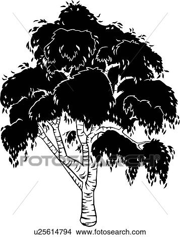 Clipart of , birch, tree, varieties, u25614794 - Search Clip Art