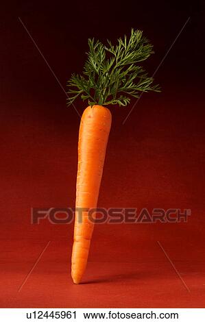 A carrot View Large Photo Image Stock Image - A carrot. Fotosearch