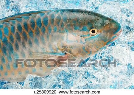 A parrot fish View Large Photo Image Stock Image - A parrot fish. Fotosearch