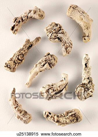 Stock Photography - Angelica Sinesis / Dong Quai. Fotosearch