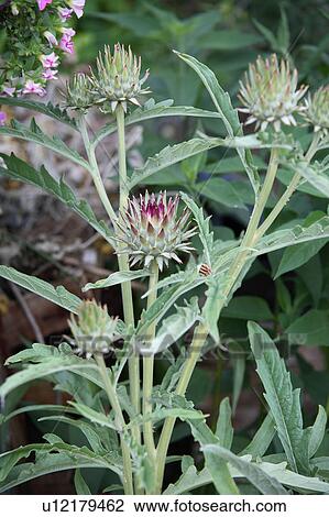 Stock Image - Artichoke flower. Fotosearch