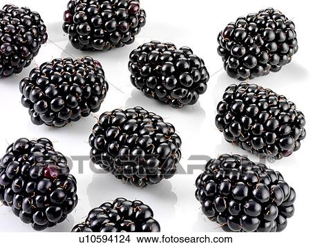 Picture - Blackberries - Non Exclusive. Fotosearch