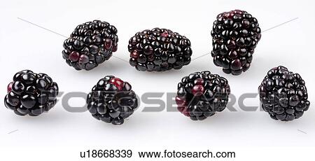 Stock Photo - Blackberries - Non Exclusive. Fotosearch