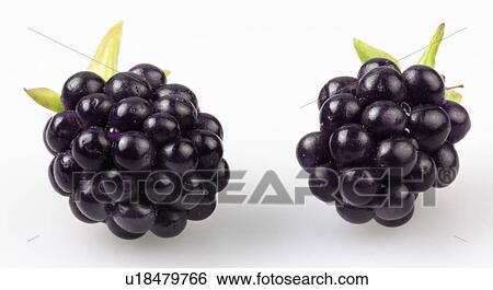 Blackberries - Non Exclusive View Large Photo Image Stock Photograph - Blackberries - Non Exclusive. Fotosearch