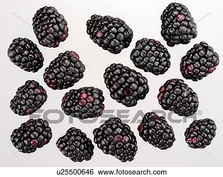 Stock Photograph - Blackberries - Non Exclusive. Fotosearch