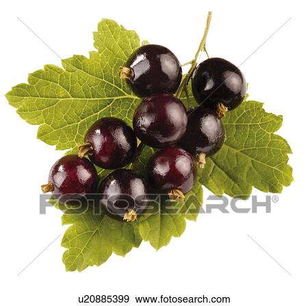Stock Photo - Blackcurrants On Leaf - Non Exclusive. Fotosearch