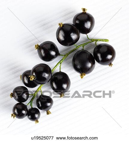 Blackcurrants View Large Photo Image Stock Photo - Blackcurrants. Fotosearch