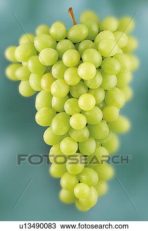 Bunch Of White Grapes - Non Exclusive View Large Photo Image Stock Image - Bunch Of White Grapes - Non Exclusive. Fotosearch