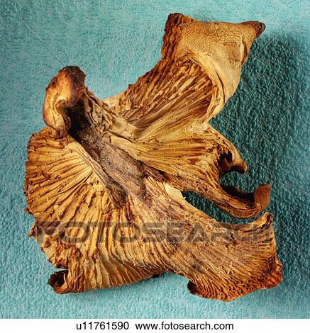 Chanterelle Mushroom - Non Exclusive View Large Photo Image Stock Image - Chanterelle Mushroom - Non Exclusive. Fotosearch