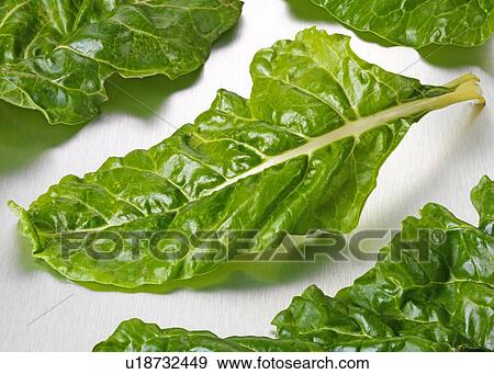 Stock Photo - Chard Leaves. Fotosearch