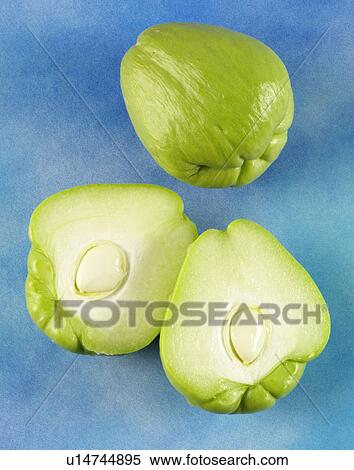 Chow Chow View Large Photo Image Stock Photography - Chow Chow. Fotosearch