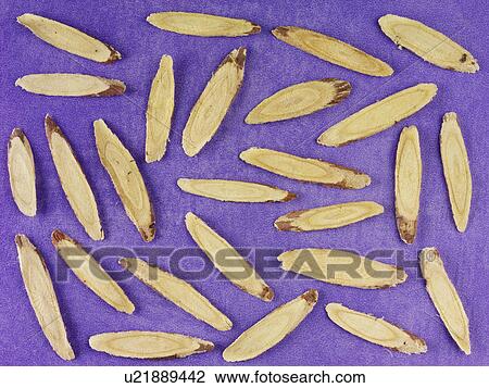 Cinnamon Bark Cassia View Large Photo Image Stock Image - Cinnamon Bark Cassia. Fotosearch