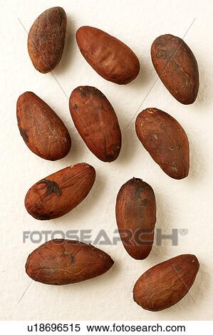 Stock Photography - Cocoa beans. Fotosearch