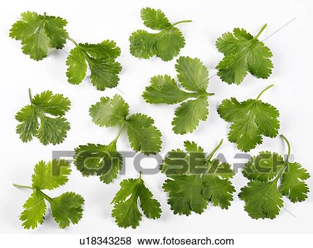 Coriander / Cilantro - Non Exclusive View Large Photo Image Stock Photo - Coriander / Cilantro - Non Exclusive. Fotosearch