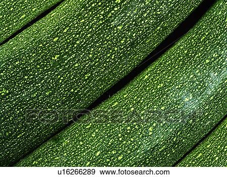 Courgette, zuchinni View Large Photo Image Stock Photo - Courgette, zuchinni. Fotosearch