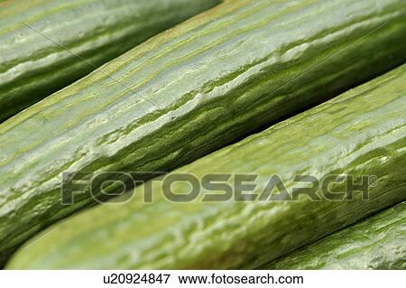 Cucumbers View Large Photo Image Stock Photo - Cucumbers. Fotosearch