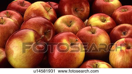 Dessert apples View Large Photo Image Stock Image - Dessert apples. Fotosearch