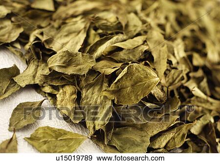 Stock Photo - Dried Curry Leaves. Fotosearch