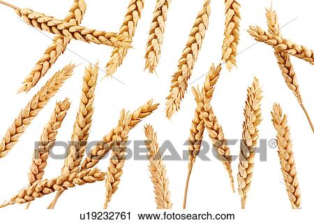 Stock Image - Ear Of Wheat - Non Exclusive. Fotosearch
