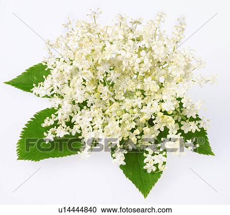Elderflower With Leaves on White - Non Exclusive View Large Photo Image Stock Image - Elderflower With Leaves on White - Non Exclusive. Fotosearch
