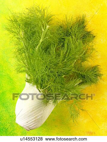 Stock Photo - Fennel - Non Exclusive. Fotosearch