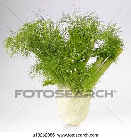Fennel - Non Exclusive View Large Photo Image Stock Photograph - Fennel - Non Exclusive. Fotosearch