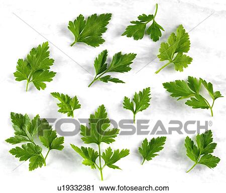 Flat Leaf Parsley - Non Exclusive View Large Photo Image Stock Image - Flat Leaf Parsley - Non Exclusive. Fotosearch