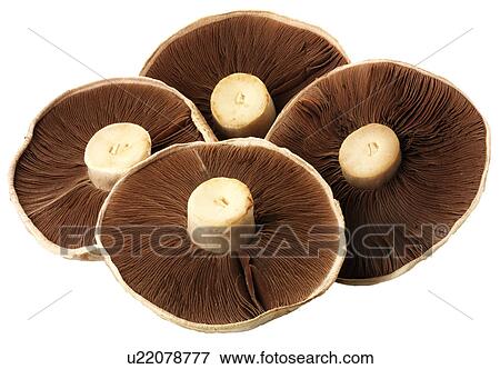 Flat Mushrooms - Non Exclusive View Large Photo Image Stock Photo - Flat Mushrooms - Non Exclusive. Fotosearch