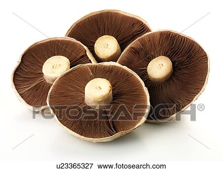 Flat Mushrooms - Non Exclusive View Large Photo Image Stock Photo - Flat Mushrooms - Non Exclusive. Fotosearch