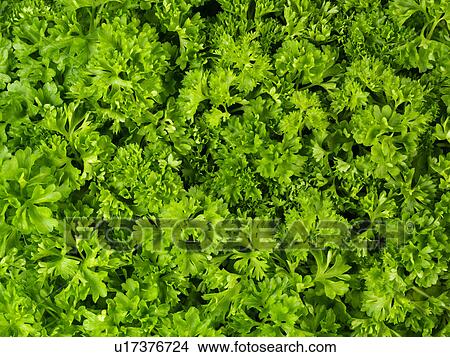 Picture - Fresh Curly Parsley - Non Exclusive. Fotosearch