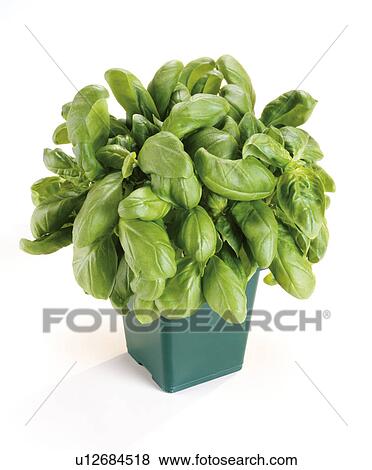 Stock Photo - Fresh organic Basil. Fotosearch