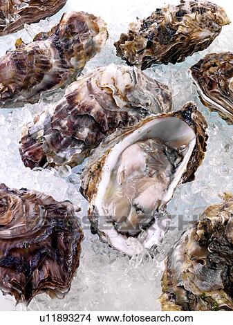 Fresh Oysters On Ice View Large Photo Image Picture - Fresh Oysters On Ice. Fotosearch