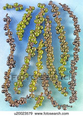 Stock Photo - Fresh Peppercorns. Fotosearch
