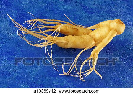 Ginseng View Large Photo Image Stock Image - Ginseng. Fotosearch
