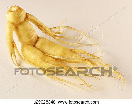 Stock Photo - Ginseng. Fotosearch