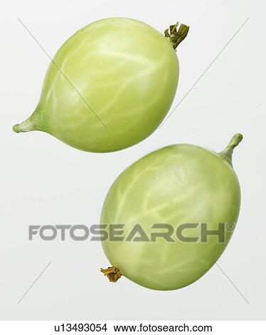 Gooseberries - Non Exclusive View Large Photo Image Picture - Gooseberries - Non Exclusive. Fotosearch