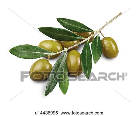 green olives on branch View Large Photo Image Stock Photography - green olives on branch. Fotosearch