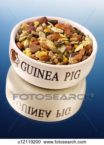 Guinea Pig Food - Non Exclusive View Large Photo Image Stock Image - Guinea Pig Food - Non Exclusive. Fotosearch