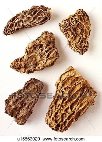 Jumbo Morel Mushroom - Non Exclusive View Large Photo Image Stock Photo - Jumbo Morel Mushroom - Non Exclusive. Fotosearch