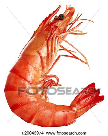 King Prawn on White - Non Exclusive View Large Photo Image Picture - King Prawn on White - Non Exclusive. Fotosearch