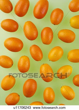 Kumquats View Large Photo Image Stock Image - Kumquats. Fotosearch