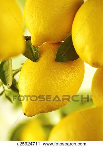 Lemons Growing View Large Photo Image Stock Image - Lemons Growing. Fotosearch