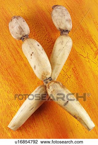 Stock Image - Lotus Root. Fotosearch