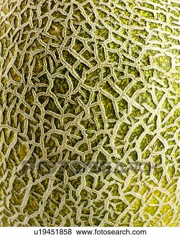 Stock Photo - Melon Skin. Fotosearch