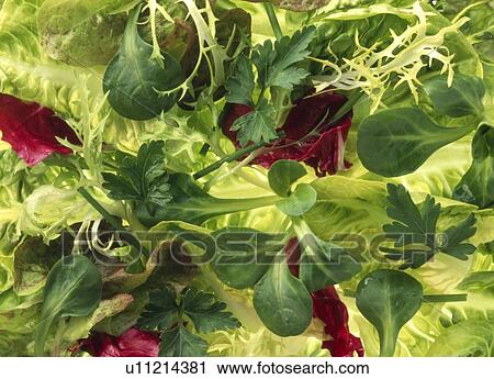 Stock Image - Mixed Salad leaves. Fotosearch