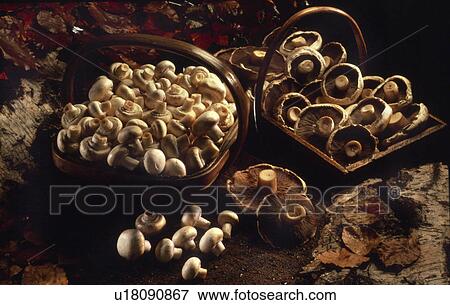 Mushrooms View Large Photo Image Stock Photo - Mushrooms. Fotosearch