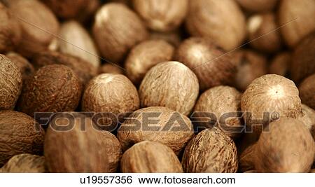Stock Photograph - Nutmegs. Fotosearch