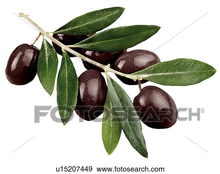 Olive Branch - Non Exclusive View Large Photo Image Stock Photo - Olive Branch - Non Exclusive. Fotosearch