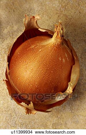 Onion View Large Photo Image Picture - Onion. Fotosearch